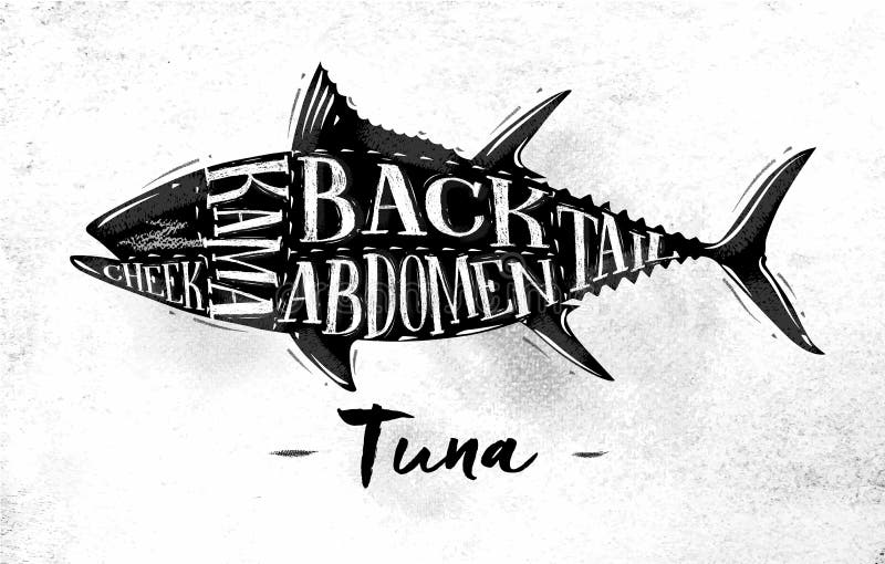 Poster tuna cutting scheme lettering cheek, kama, abdomen, back, tail in vintage style drawing on dirty paper background. Poster tuna cutting scheme lettering cheek, kama, abdomen, back, tail in vintage style drawing on dirty paper background