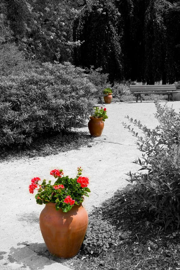 Tongefäße Mit Roten Blumen Im Garten Stockfoto Bild von