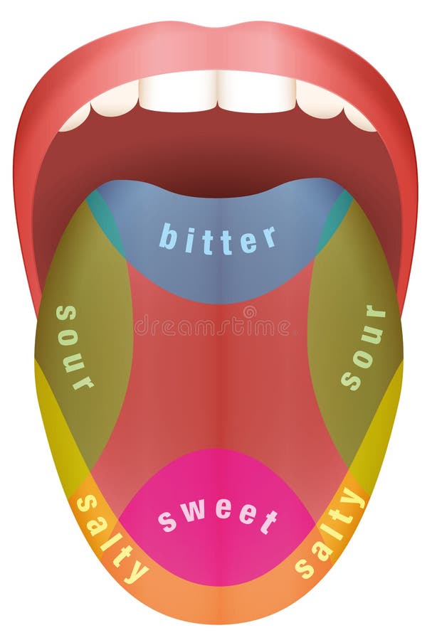 Tongue Map, Areas with Receptors Responsible for Taste, Flat Style