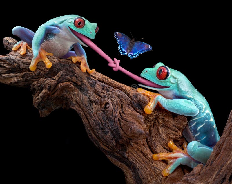 Dos un árbol ranas ellos eran intentando sobre el comer lo mismo mariposa a convertirse.