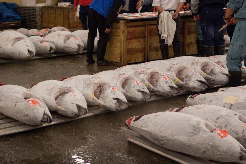 Tonijnvissen op veiling worden voorbereid die royalty-vrije stock afbeelding Tonijnvissen op veiling worden voorbereid die royalty-vrije stock afbeelding
