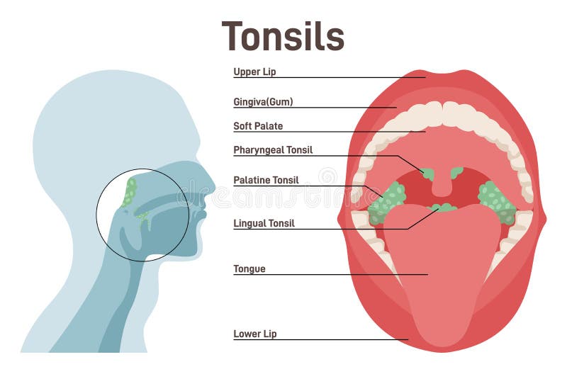 Tonsils Anatomy Model Labeled Biology Diagrams