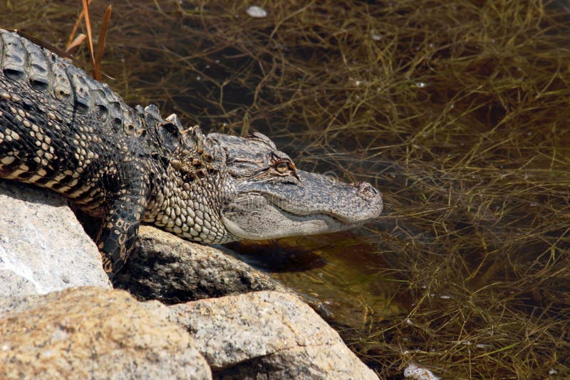 Tonåring Alligator2 royaltyfri fotografi