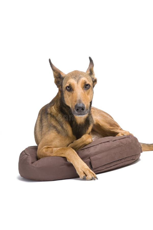 Too large Belgian Malinois stock photos