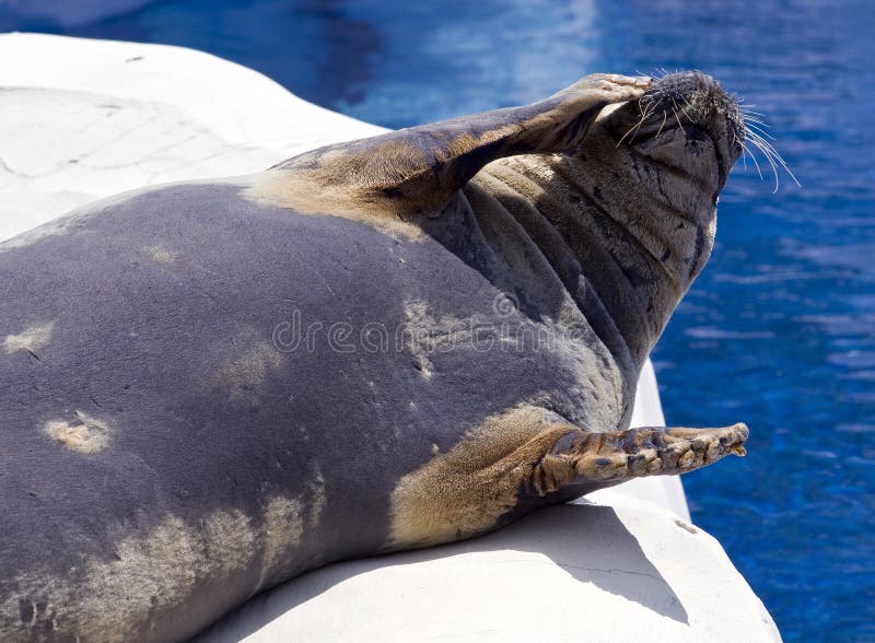 Seal Clapping Stock Photos Free & RoyaltyFree Stock Photos from