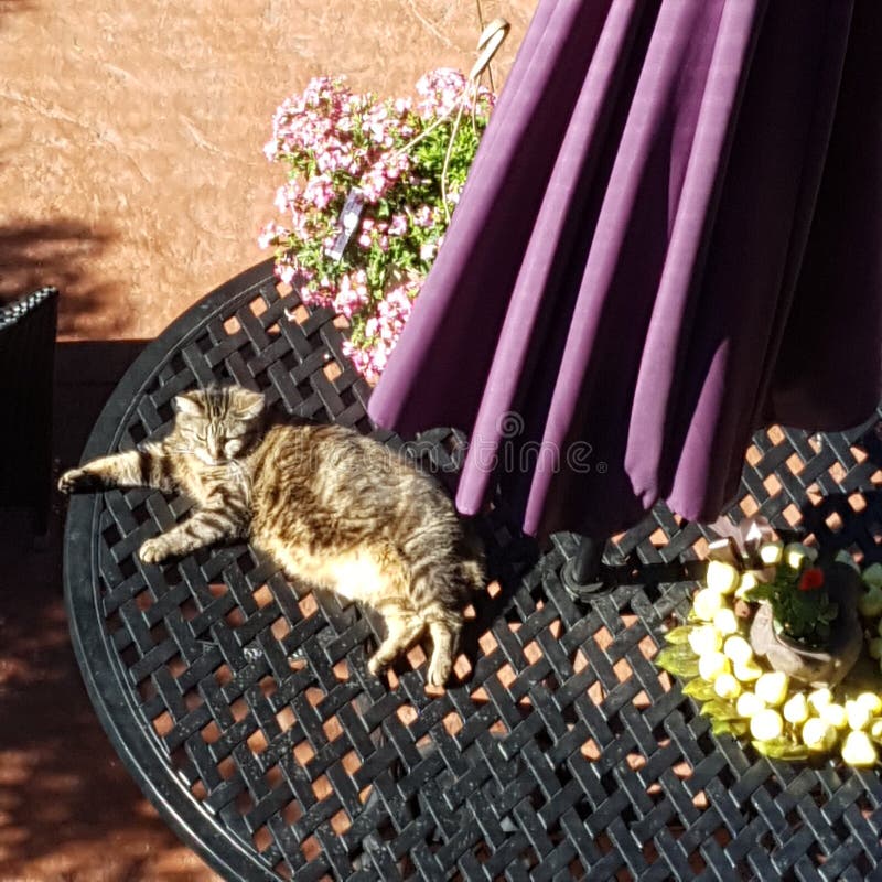 Cat Too Hot Stock Photos Free & RoyaltyFree Stock Photos from Dreamstime