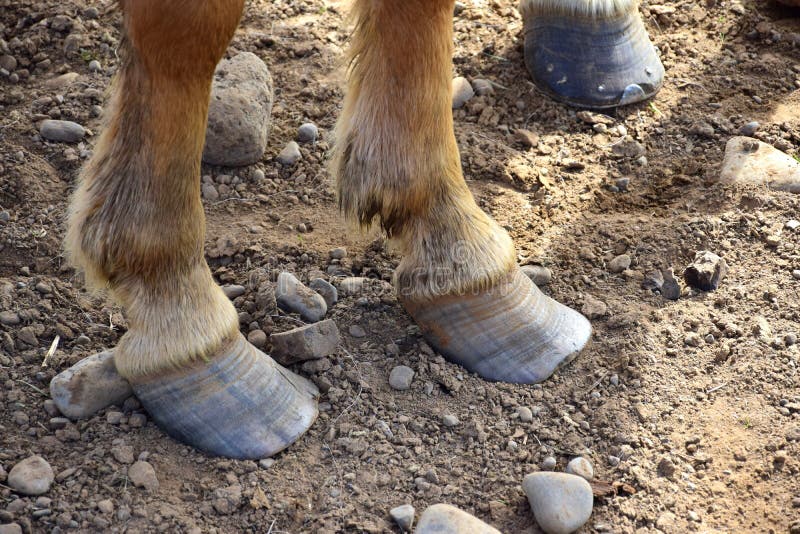 Horses discovered with three-foot long hooves after 15 years of neglect - Mirror