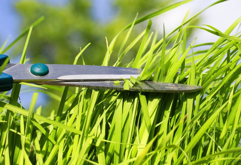 Tool Sharp Scissors Cut the Lush Green Grass in the Garden Vesen Stock
