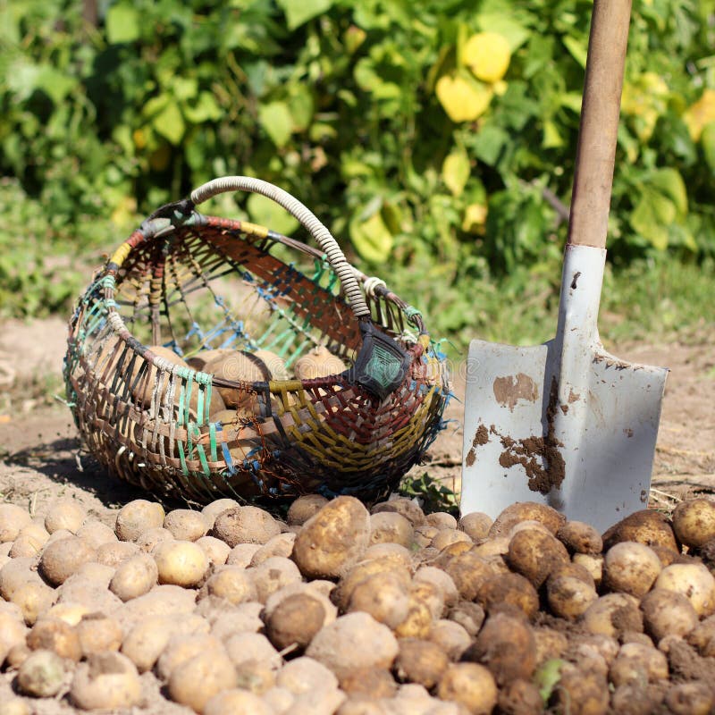 Tools for harvesting stock photo. Image of horticulture 93805664