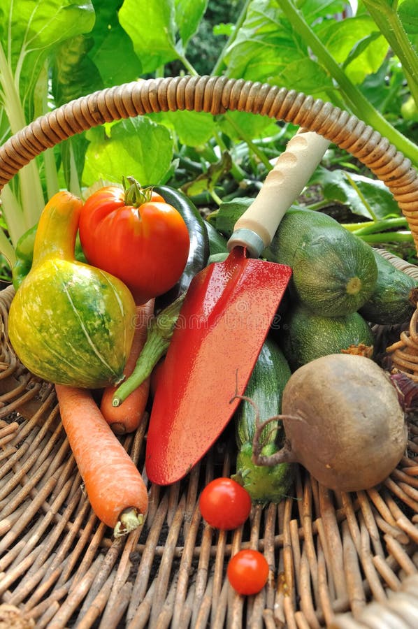 Tools and vegetables in basket