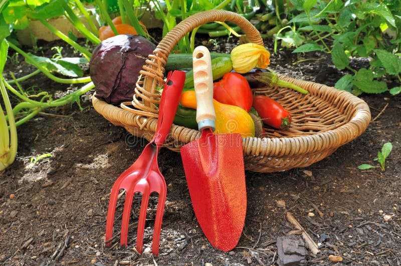 Tools and vegetables in basket