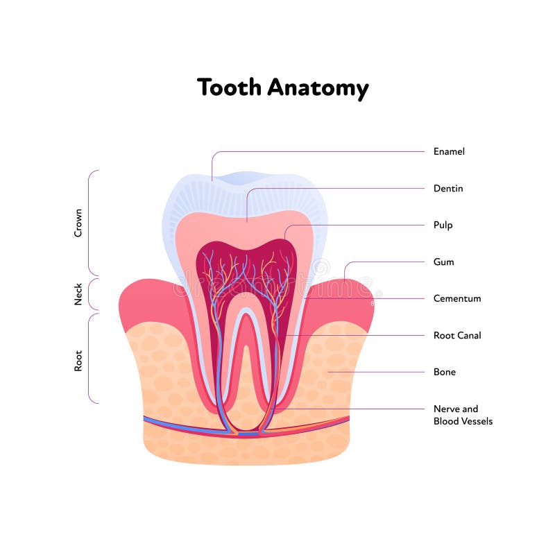 Tooth anatomy chart. Vector biomedical illustration. Cross section with text isolated on white background. Inner teeth structure. royalty free illustration