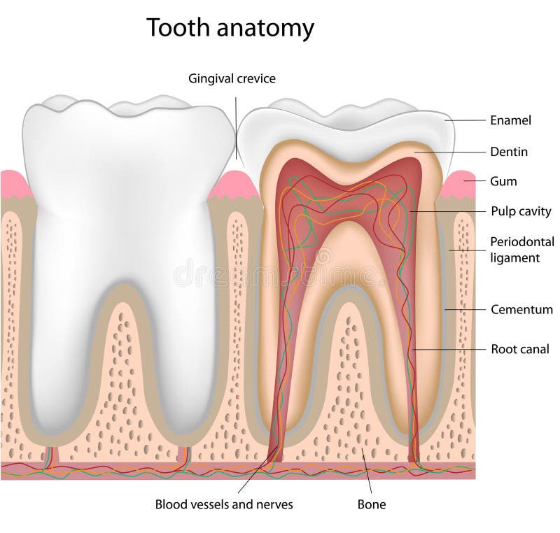 Cross section of a human tooth, eps8, gradient and mesh printing compatible. Normal cross vectors