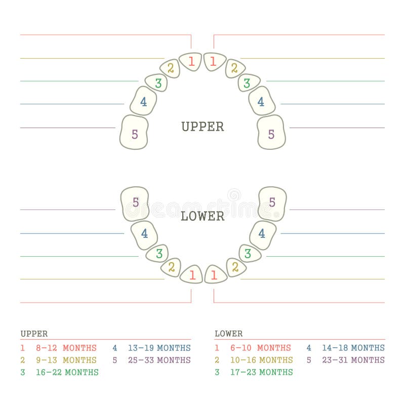 Teeth Layout Chart