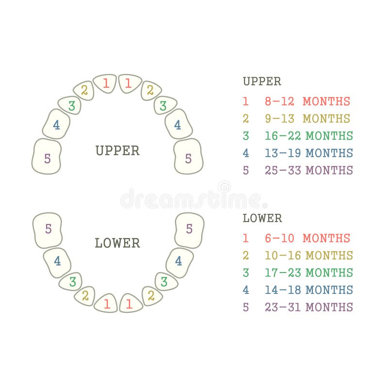 Tooth Chart Human Teeth Stock Illustrations 280 Tooth Chart