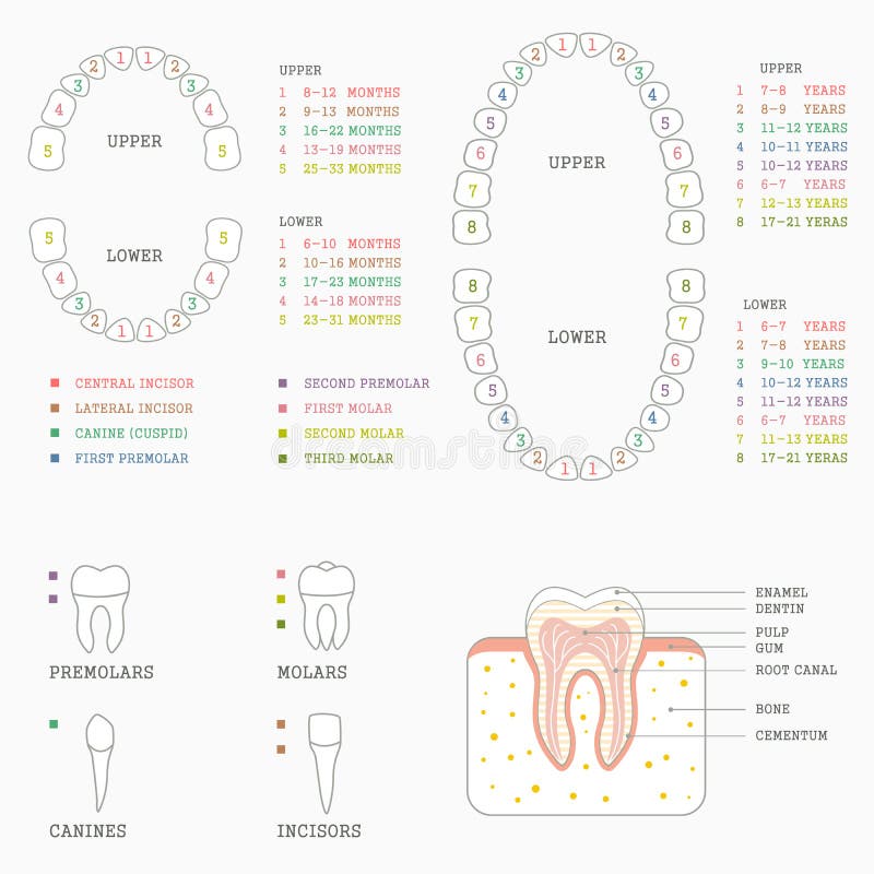 Tooth Chart For Losing Teeth