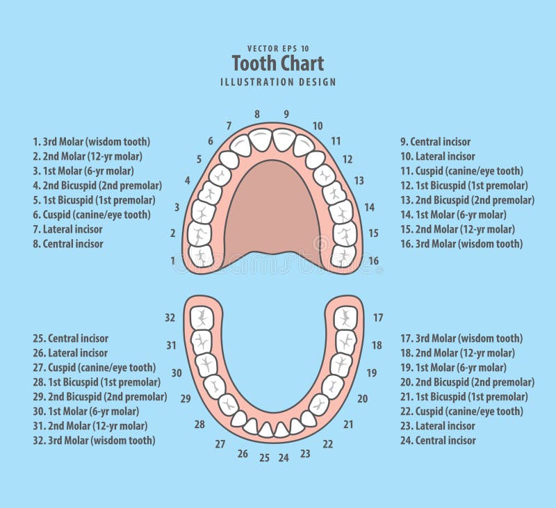 teeth numbers. teeth numbers.