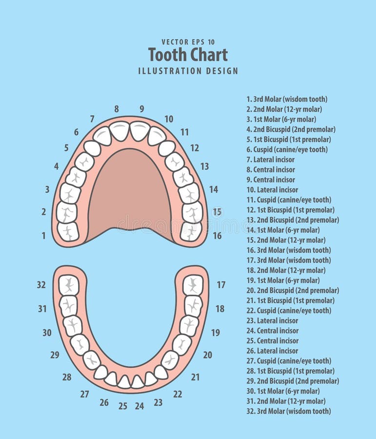 childrens teeth numbers