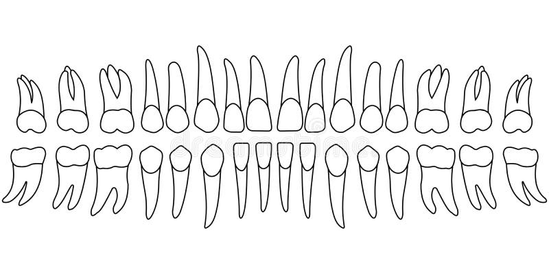 Orthodontic Tooth Chart