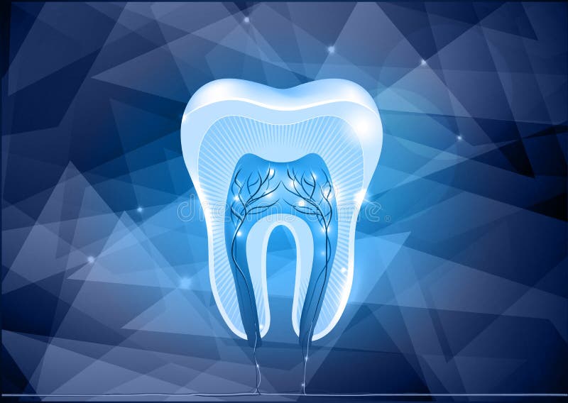 Tooth cross section design stock illustration