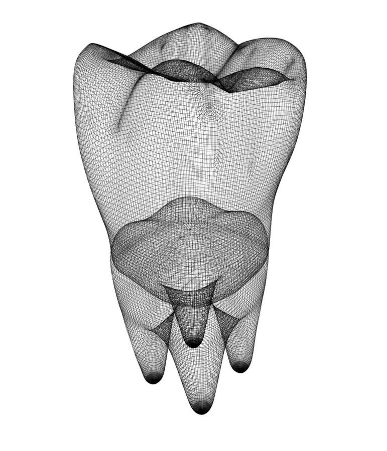 Tooth. 3d illustration royalty free illustration