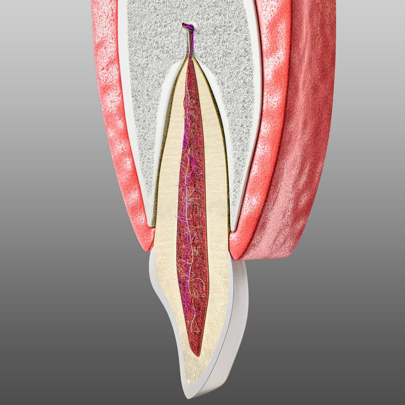 Anatomical Structure Of The Urinary Bladder. Infographics. Vector