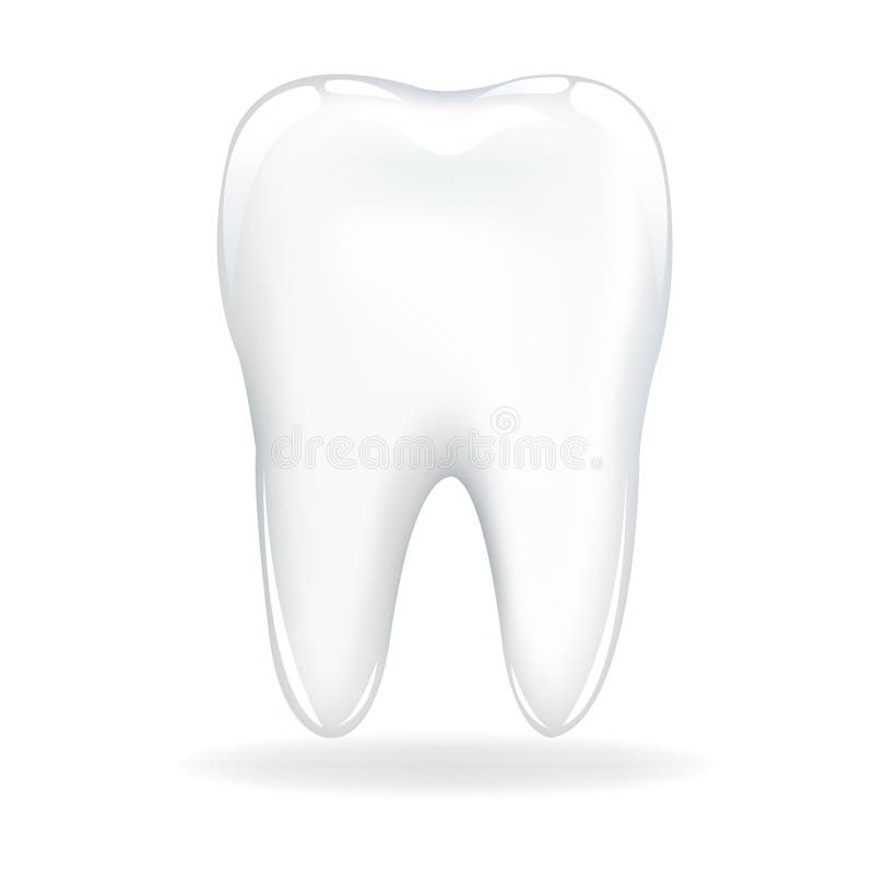 Tooth. Vector