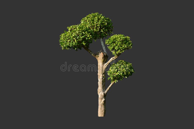 Toothbrush tree Misvak stock image. Image of natural 19428533