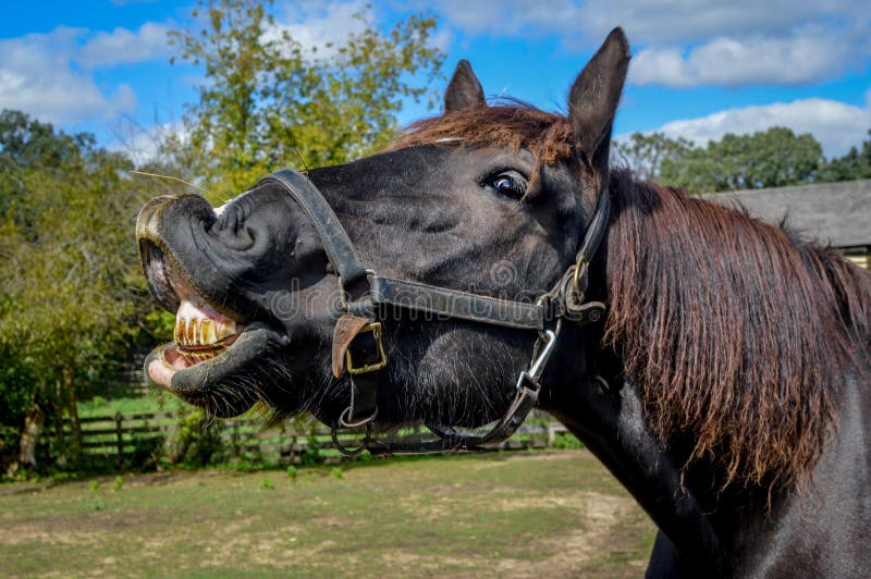 Un cavallo marrone in mostra la sua sporca i denti con le labbra arricciate.