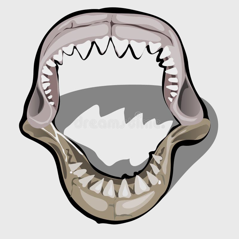 Toothy Jaw of a Shark with an Open Mouth Stock Vector - Illustration of ...