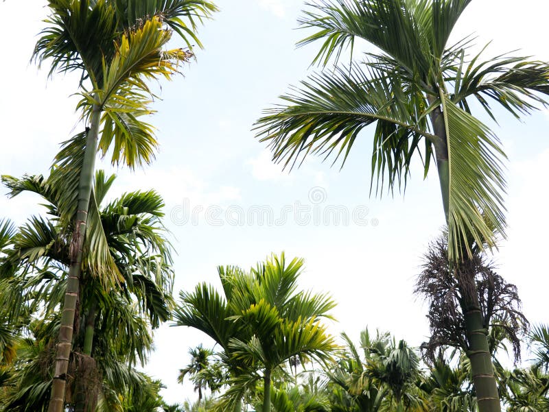 Top of areca nut or betel nut trees against the sky stock photos