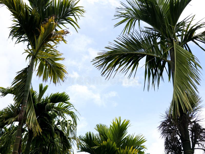 Top of areca nut or betel nut trees against the sky royalty free stock photos