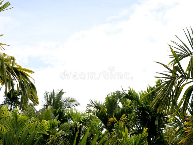 Top of areca nut or betel nut trees against the sky royalty free stock images