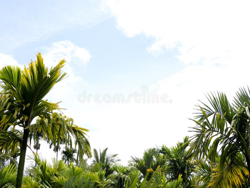 Top of areca nut or betel nut trees against the sky stock image
