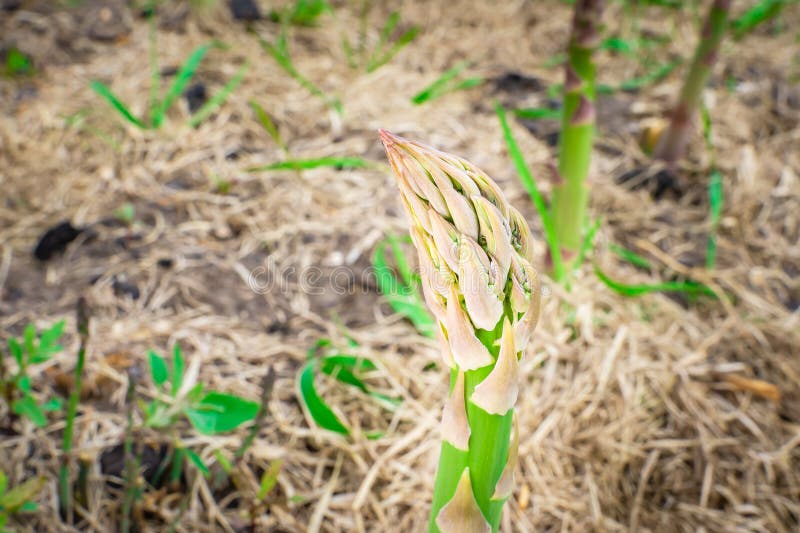 The top of the asparagus is preparing for flowering, close-up stock photography