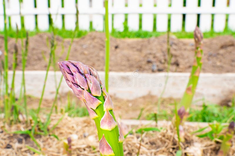 The top of the asparagus is preparing for flowering, close-up royalty free stock images