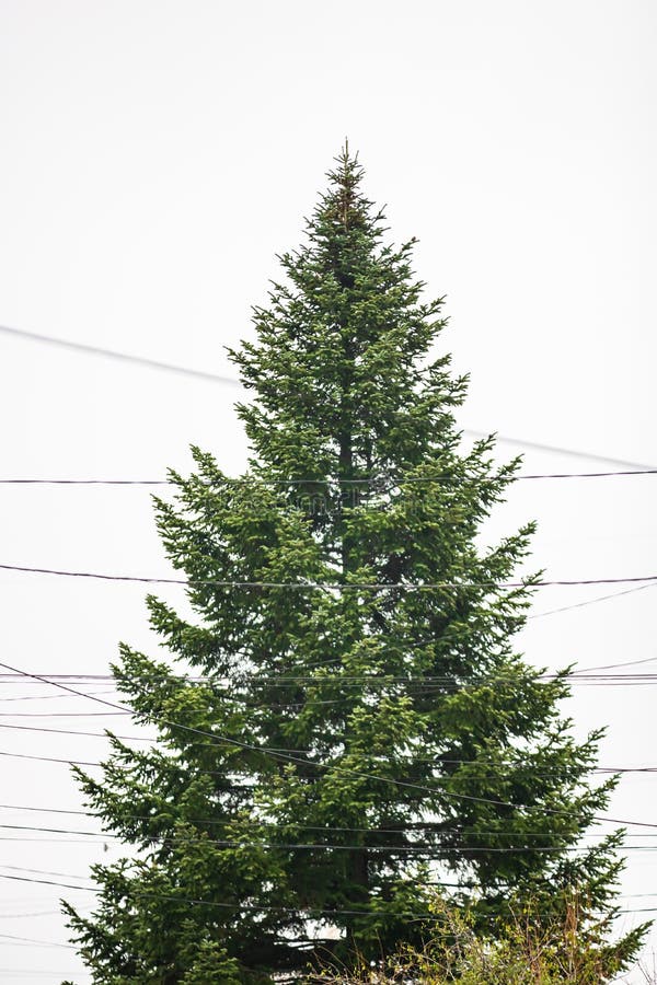 Top of a Beautiful Fir Tree, Close Up Photo Stock Image Image of