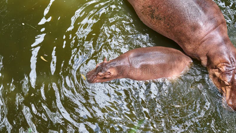 Top beskådar Behandla som ett barn flodhästflodhästen Amphibius i vattenwi arkivfoto Top beskådar Behandla som ett barn flodhästflodhästen Amphibius i vattenwi arkivfoto