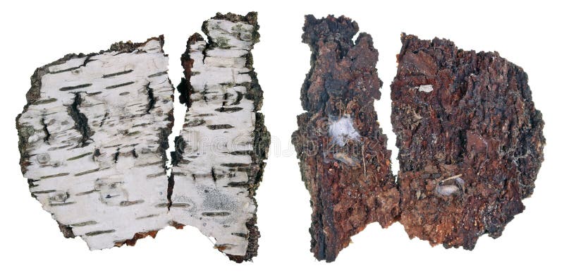 The top and bottom view of a fragment of birch tree rotten bark with a colony of growing forest lichen. Isolated royalty free stock photography The top and bottom view of a fragment of birch tree rotten bark with a colony of growing forest lichen. Isolated royalty free stock photography