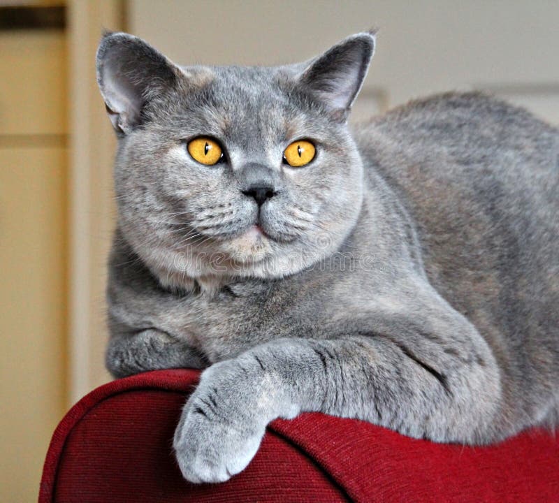  Cat  with Regal  Pose  stock photo Image of pretty stripes 