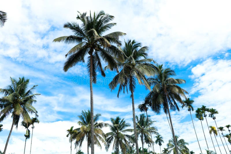 Top of the coconut trees against blue sky royalty free stock images