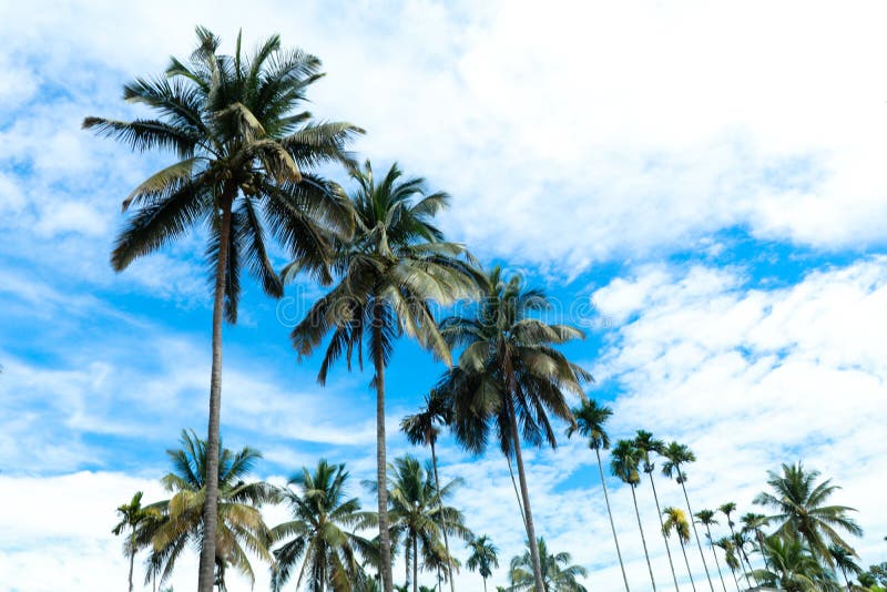 Top of the coconut trees against blue sky royalty free stock photo