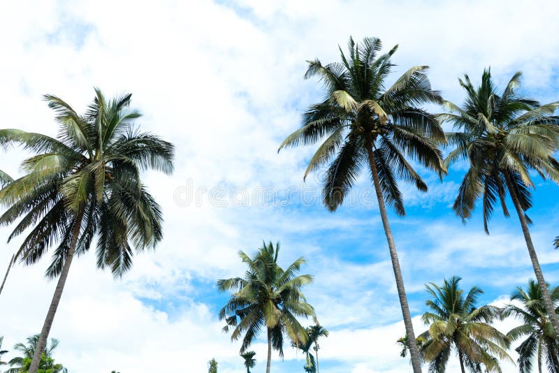 Top of the coconut trees against blue sky stock photo