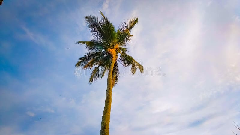 Top of the Cocount Tree Standing Alone in Cloudy Sky Stock Photo ...