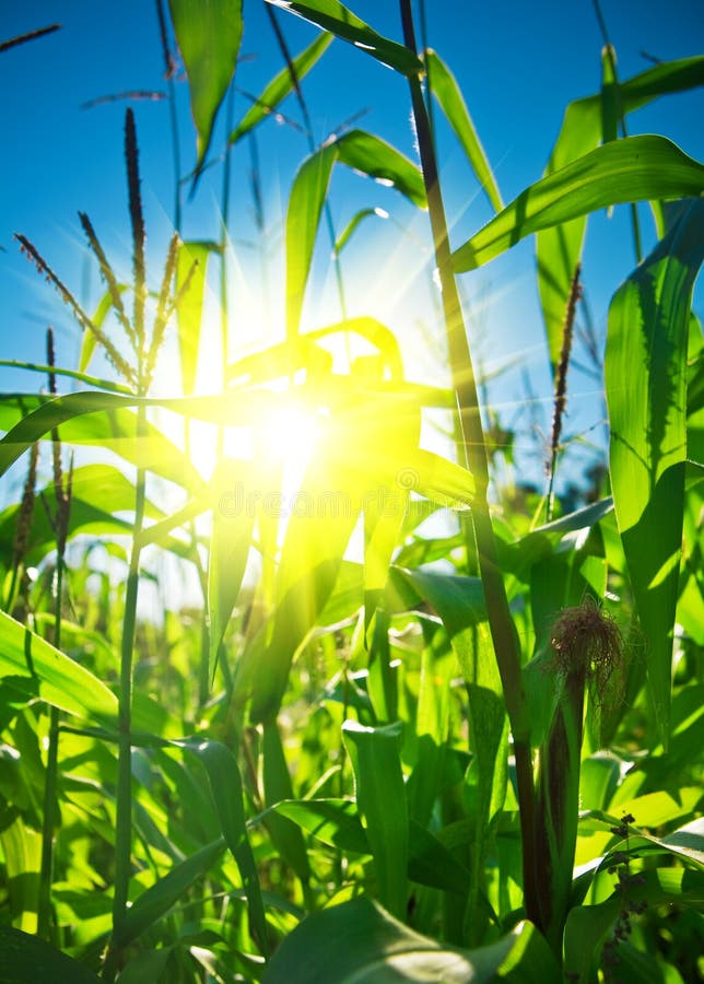 Top of Corn Plants with Sun Stock Image Image of sunrise, sunbeam
