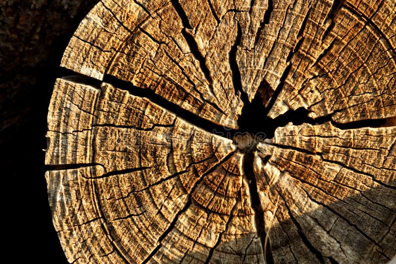 Top Cut of Tree Trunk Texture Stock Image Image of black, tree 262685497