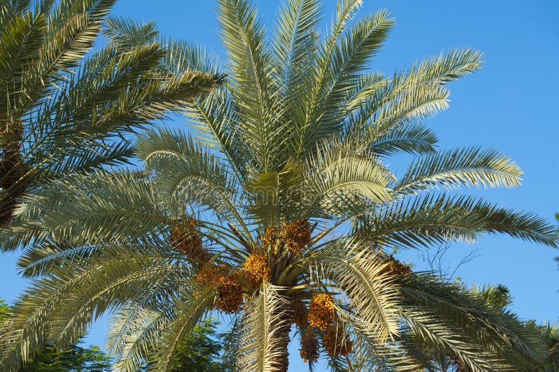 Top of a date palm tree stock images