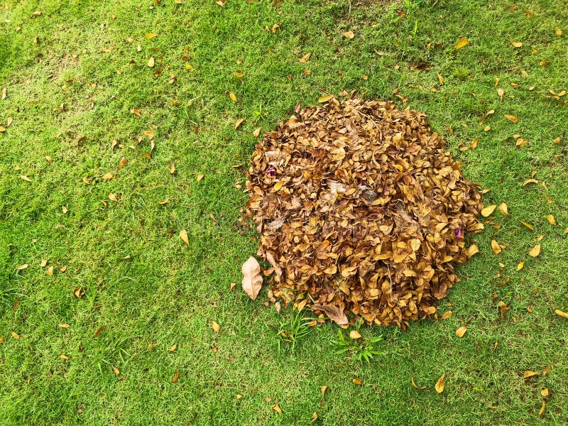 Top down from above view of pile of fallen brown leaves against green grass background