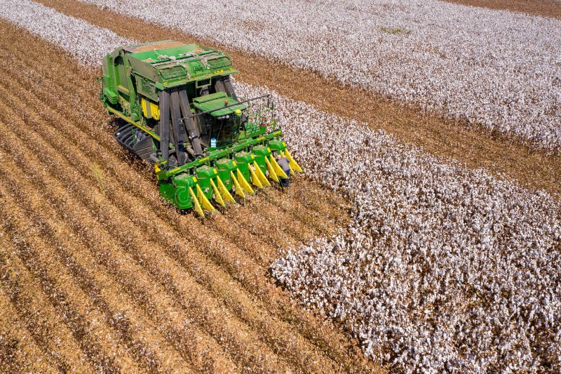 Printable Coloring Pages Cotton Picker