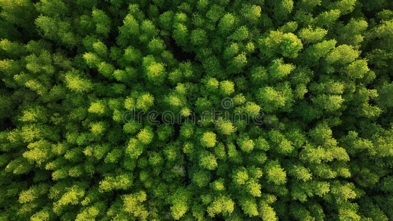 Top down aerial view of mangrove forest drone zoom out above the tree